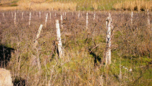 Cento passi verso la libertà