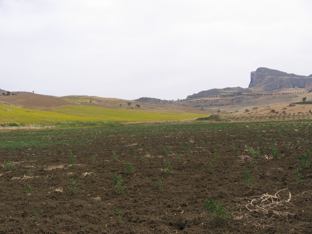 Libera Terra: la “normalità” di un sogno