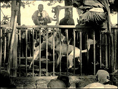 Zoomafia, la `ndrangheta non risparmia gli animali