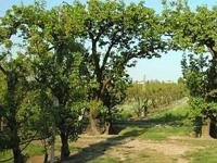 Operazione carabinieri a Caserta contro clan