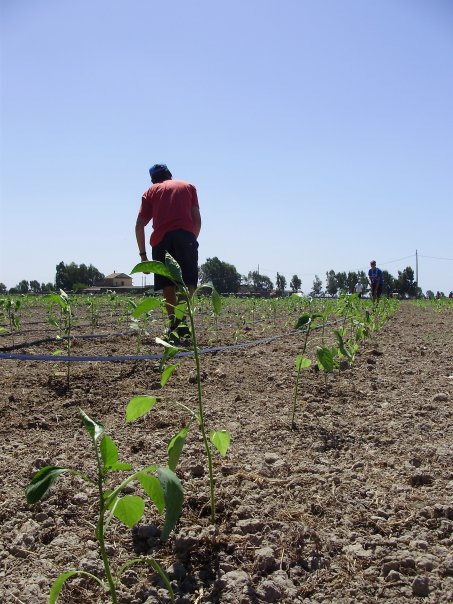 Verso la cooperativa “Le Terre di Don Diana”