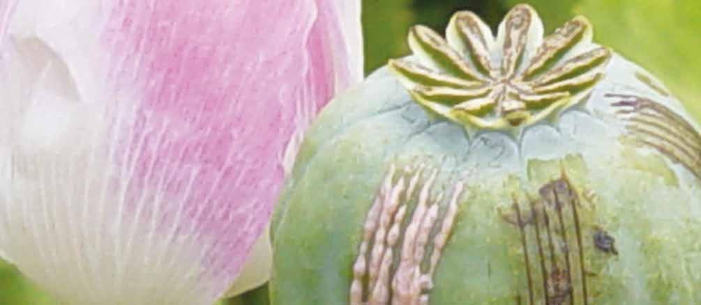 Summer School Organised Crime