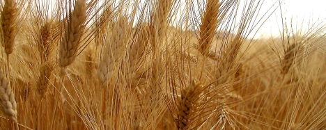 Contro il caporalato la proposta della Flai – Cgil: uno sportello pubblico per i lavoratori