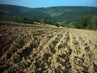 Antimafia: da detenuti a contadini