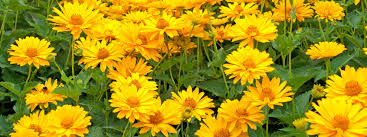 Maurizio Estate, un eroe civile