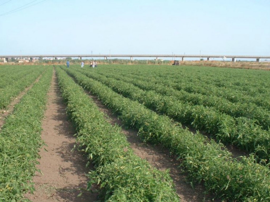 Secondo Rapporto Agromafie e Caporalato in Italia