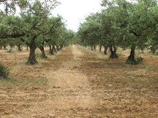 Trapani, sui terreni confiscati ai boss nasce la cooperativa Rita Atria – Libera Terra