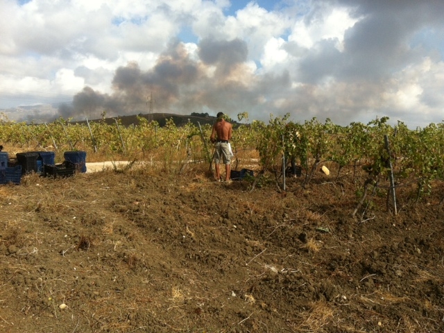 La vendemmia dell’uva “liberata”