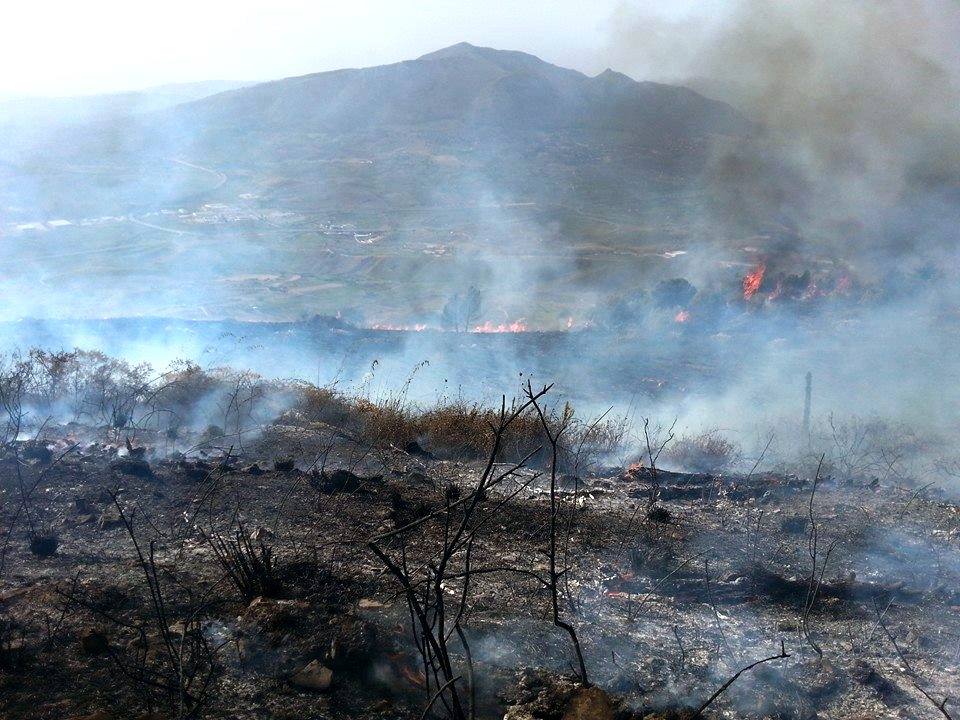 Alcamo (Tp), piromani incendiano alberelli piantumati da cittadinanza dopo terribile incendio. I cittadini: “Pronti a ripiantarli”