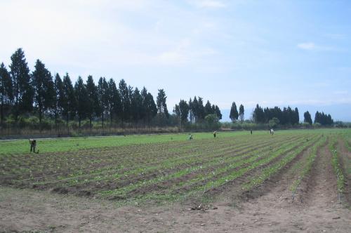 La cooperativa “Valle del Marro” e la sfida ‘ndranghetista