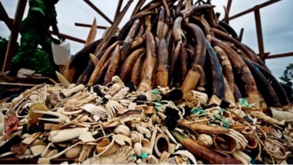Ivory crush: la prima manifestazione in Italia contro il traffico illecito di avorio