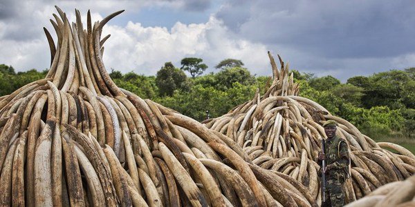 Il Kenya brucia la sua riserva di avorio per fermare il massacro degli elefanti
