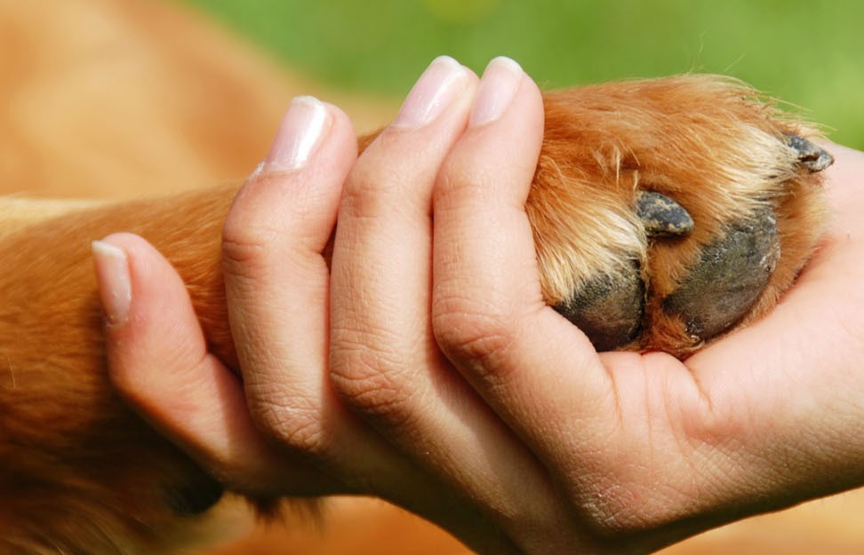 Una scuola di etica nella professione veterinaria contro mafie e corruzione