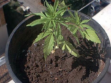 Il “borsino” del mercato degli stupefacenti