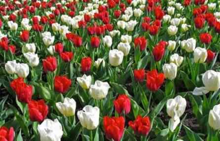 Il 25 aprile e la Resistenza in prosa