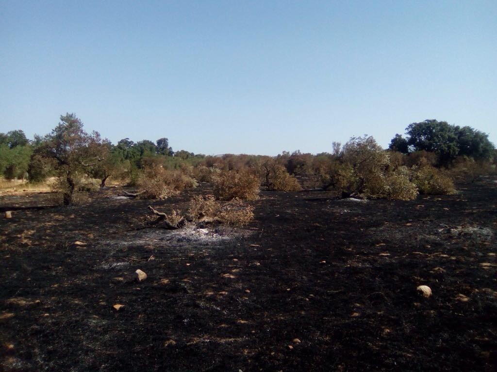 Castelvetrano, roghi sulle confische
