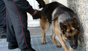 cani-antidroga-carabinieri