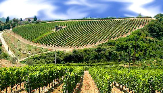 Marsala, quella certa mafia tra i vigneti