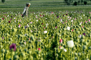 droghe_fig_vol1_003380_005