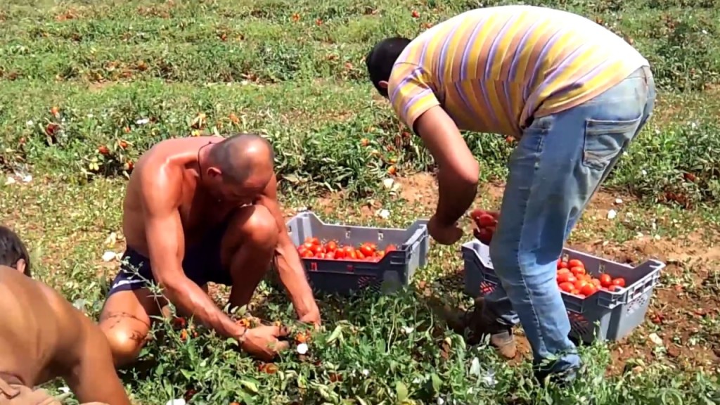 Regolarizzazione: i lavoratori non si difendono solo sui campi