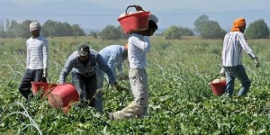 migranti braccianti