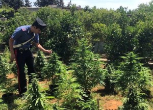 carabiniere marijuana