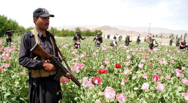 Il Pakistan, un giardino per la droga