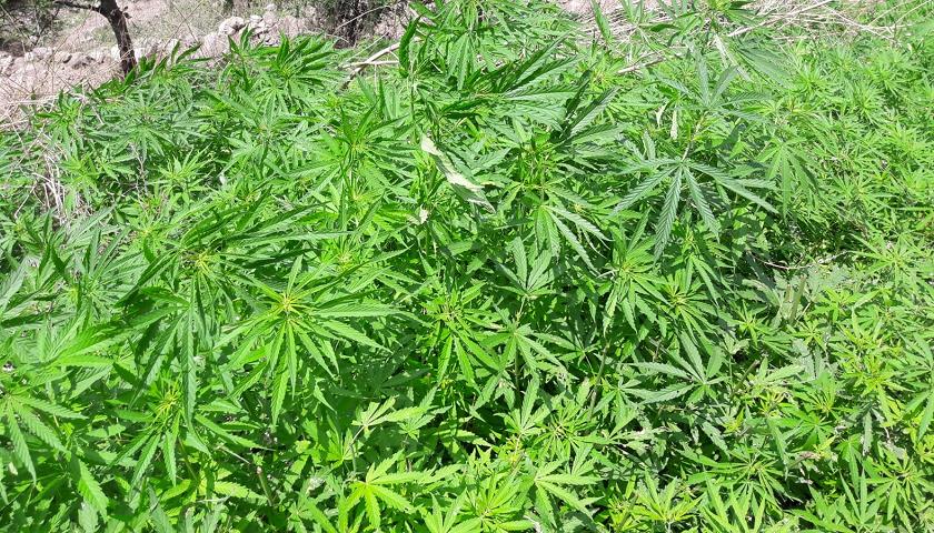 La cannabis alla prova del referendum