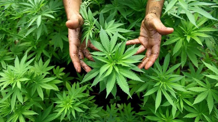 Referendum “Cannabis legale”. Ecco il quesito