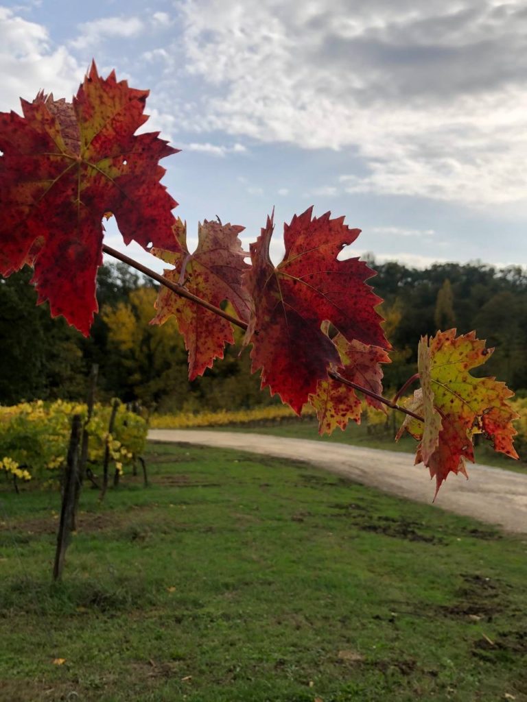 Foglie d’autunno e sguardi di infinito