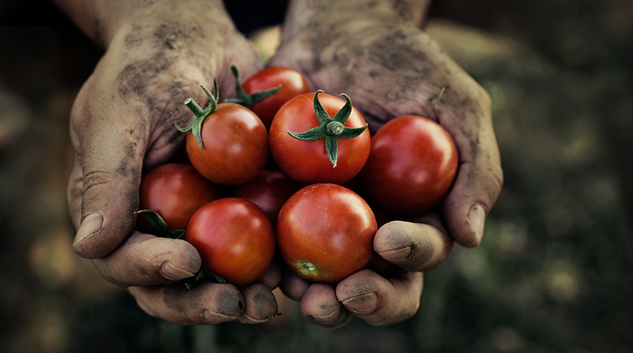 La filiera agro-alimentare e l’importanza delle normative