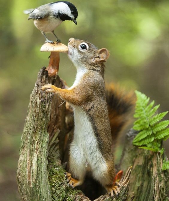 “noi ANIMALI/animali e NOI”, corso di Casacomune in presenza e online 19/20 novembre