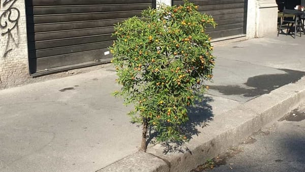 Marciapiedi a Milano, calvari orizzontali e sotto boschi verticali: indovinate grazie a chi