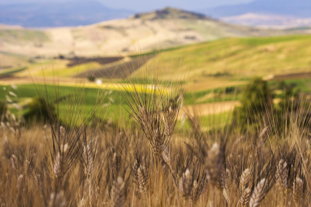 Naro (AG), incendiati 30 ettari coltivati a grano a coop ‘Rosario Livatino-Libera Terra’