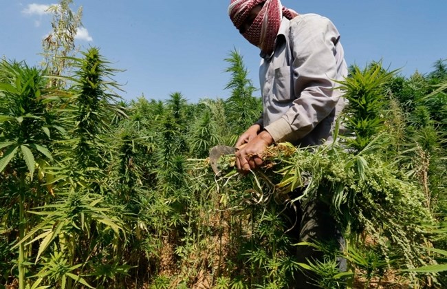 L’hashish “d.o.p.” che arriva dal Marocco