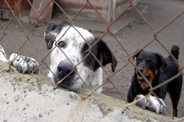 I reati contro gli animali diventano legge, multe e carcere per chi li abbandona