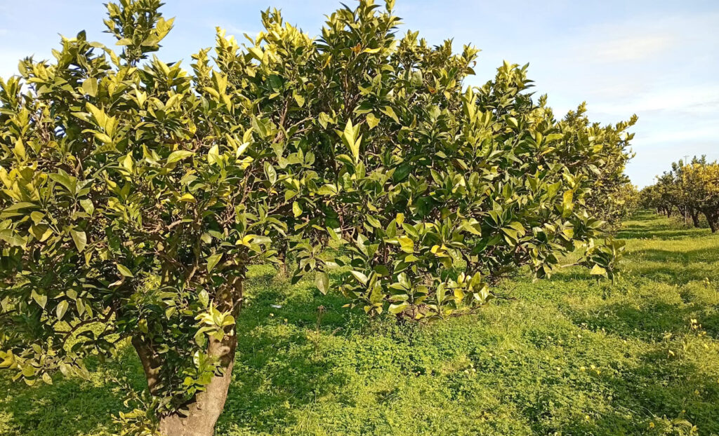Calabria, rubati quintali di arance e devastato agrumeto della Coop Valle del Marro Libera Terra